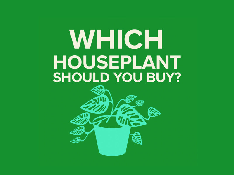 QUIZ: Which Houseplant Should You Buy?